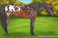 Horse Color:Bay Appaloosa 
