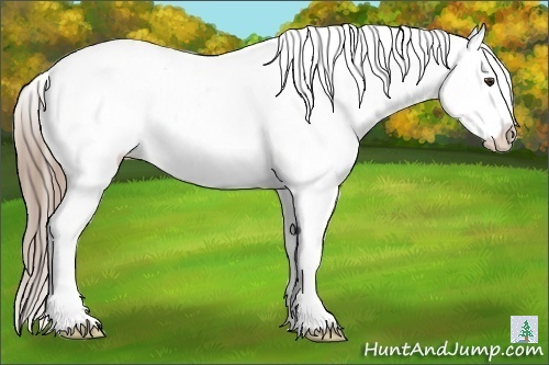 Horse Color:Liver Red Dun Roan Splash Appaloosa 