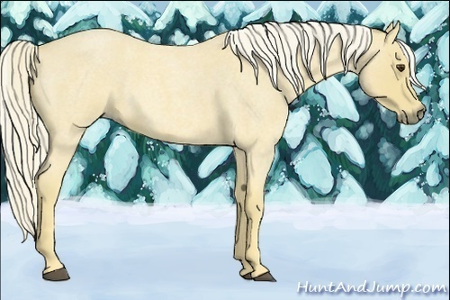 Horse Color:Palomino Roan 