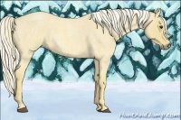 Horse Color:Palomino Roan 