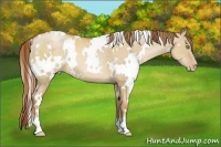 Horse Color:White Spotted Red Dun Pearl 