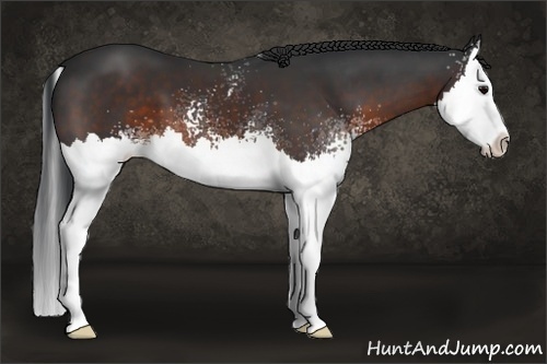 Horse Color:White Spotted Brown Splash