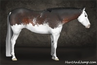 Horse Color:White Spotted Brown Splash