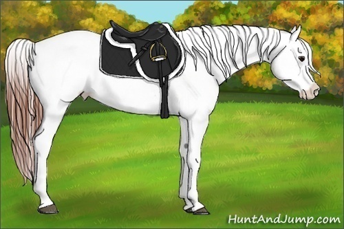 Horse Color:Bay Roan Near Leopard