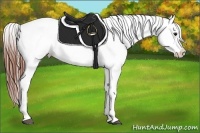 Horse Color:Bay Roan Appaloosa 