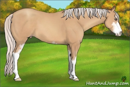 Horse Color:Silver Sable Champagne Sabino 
