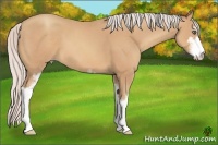 Horse Color:Silver Sable Champagne Sabino