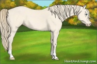 Horse Color:Perlino 