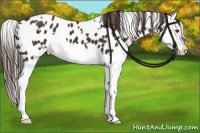 Horse Color:White Spotted Liver Chestnut Splash Appaloosa