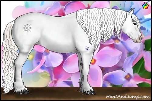 Horse Color:Silver Bay Roan Appaloosa 