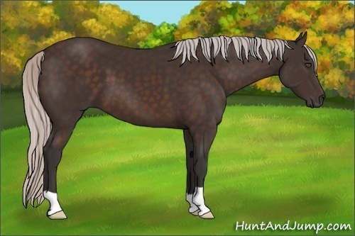 Horse Color:Silver Brown 