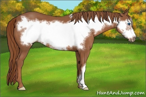 Horse Color:Chestnut Frame 