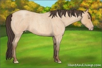 Horse Color:Amber Champagne Roan 