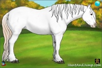 Horse Color:Chestnut Ice Sabino Appaloosa