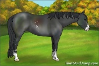 Horse Color:Black Sabino