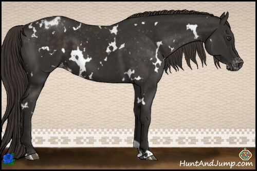 Horse Color:White Spotted Liver Chestnut Varnish