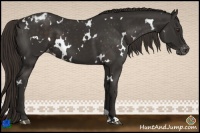 Horse Color:White Spotted Liver Chestnut Varnish