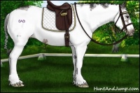 Horse Color:Bay Sabino Frame