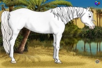 Horse Color:Silver Brown Ice Appaloosa Rabicano 
