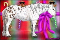 Horse Color:Bay Sabino Appaloosa Rabicano 