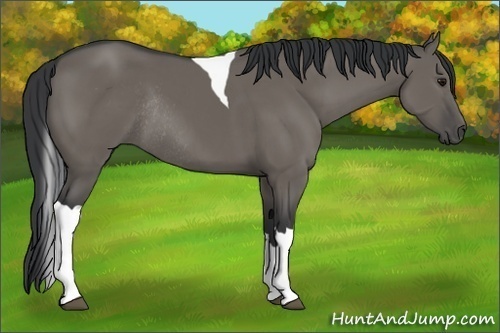 Horse Color:Grullo Tobiano Rabicano 