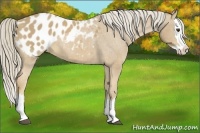 Horse Color:Palomino Sabino Splash Appaloosa 