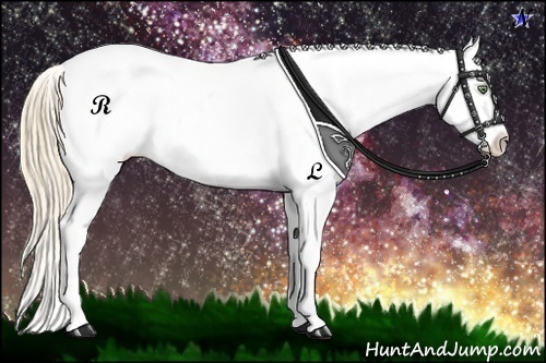 Horse Color:Gold Champagne Sabino Frame Varnish Rabicano 