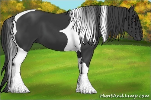 Horse Color:Black Tobiano 