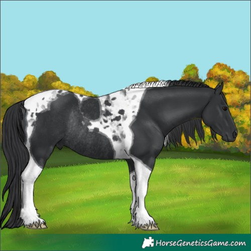 Horse Color:Black Tobiano Rabicano