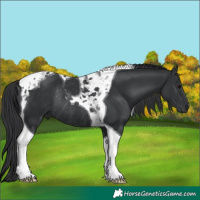 Horse Color:Black Tobiano Rabicano 