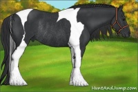 Horse Color:Black Tobiano Rabicano
