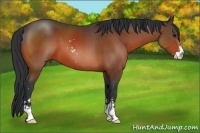 Horse Color:Bay Sabino 