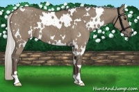 Horse Color:White Spotted Silver Grullo 