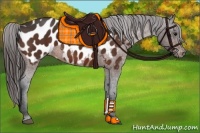 Horse Color:Bay Appaloosa