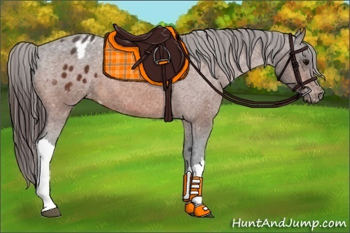 Horse Color:Bay Appaloosa