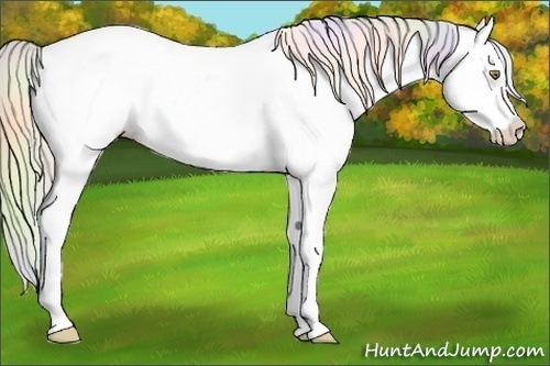 Horse Color:Nacre Silver Sable Champagne Appaloosa