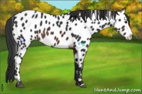 Horse Color:Brown Appaloosa Rabicano 