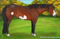 Horse Color:Bay Frame 