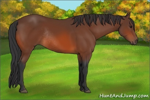 Horse Color:Bay Rabicano 