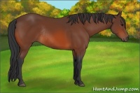 Horse Color:Bay Rabicano 