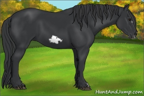 Horse Color:Black Frame 