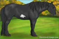 Horse Color:Black Frame 