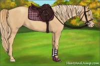 Horse Color:Gold Champagne