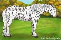 Horse Color:Liver Chestnut Mushroom Near Leopard 