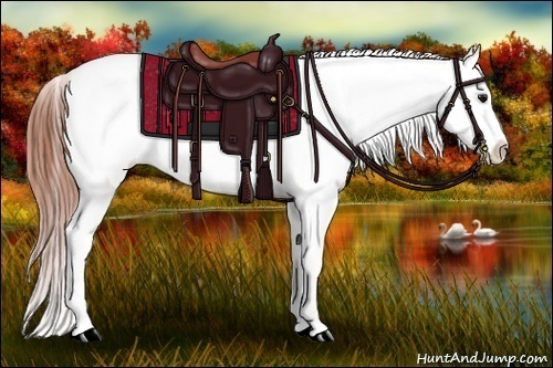 Horse Color:Brown Appaloosa 