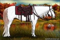 Horse Color:Brown Appaloosa 
