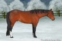 Horse Color:Brown Tobiano Rabicano