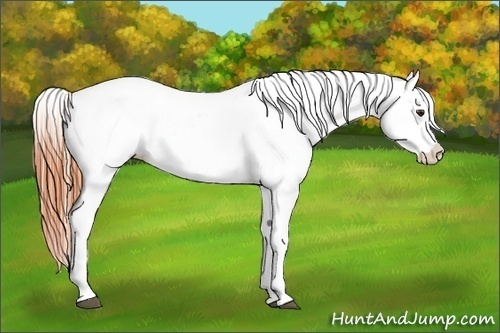 Horse Color:Bay Tobiano Appaloosa