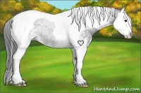 Horse Color:White Spotted Black Splash Tobiano 
