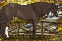 Horse Color:Liver Chestnut 